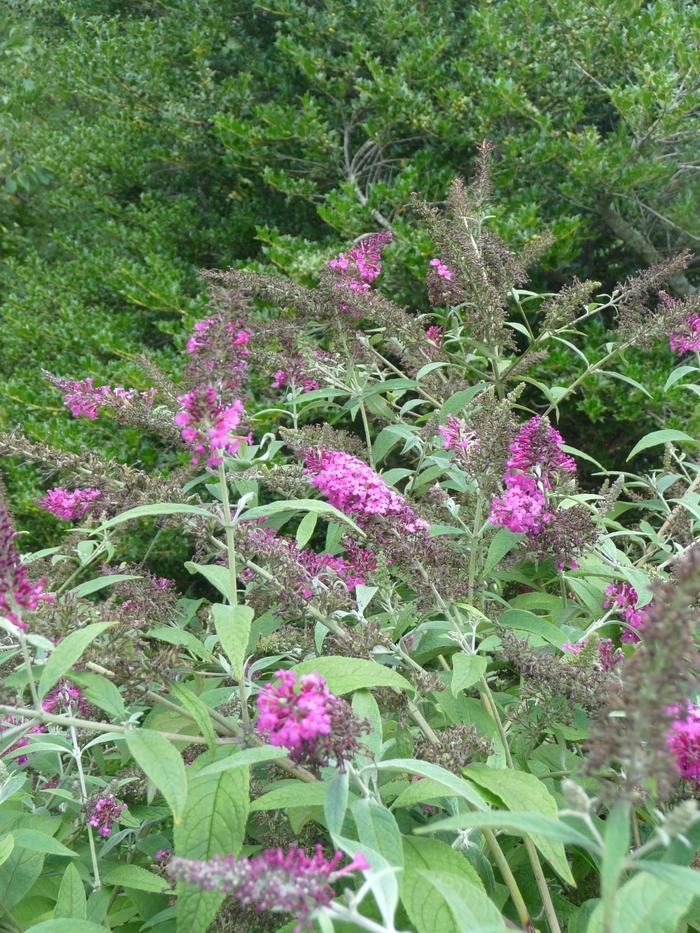 Buddleia Miss Ruby