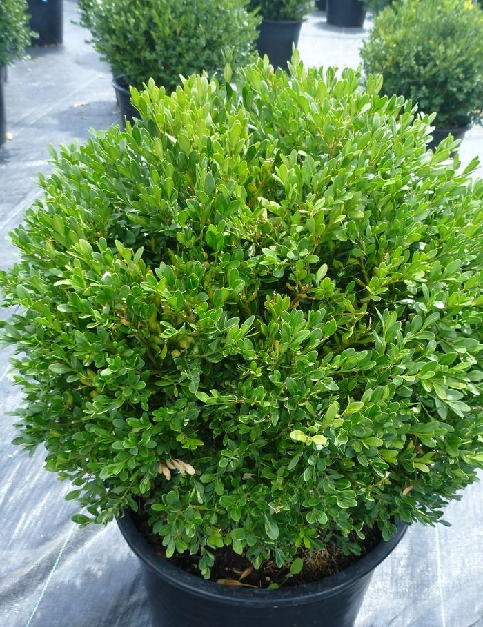 Buxus Green Gem