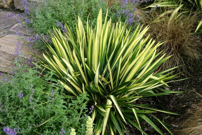 Yucca filamentosa Color Guard