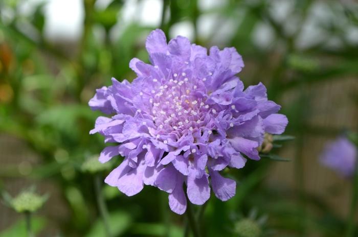 Scabiosa columbaria Flutter™ Deep Blue