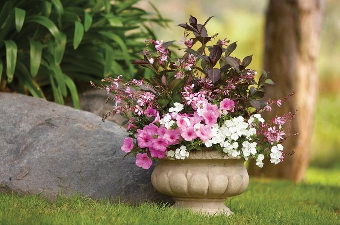 Weigela florida Wine & Roses®