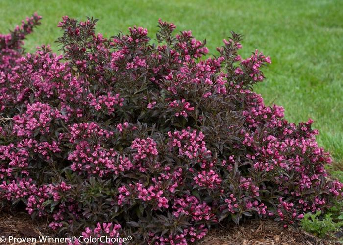 Weigela florida Spilled Wine®