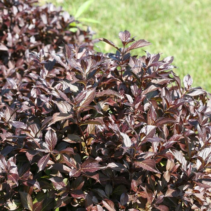 Weigela florida Midnight Wine Shine®