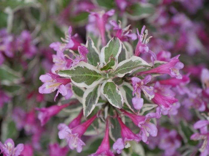 Weigela florida My Monet Purple Effect®