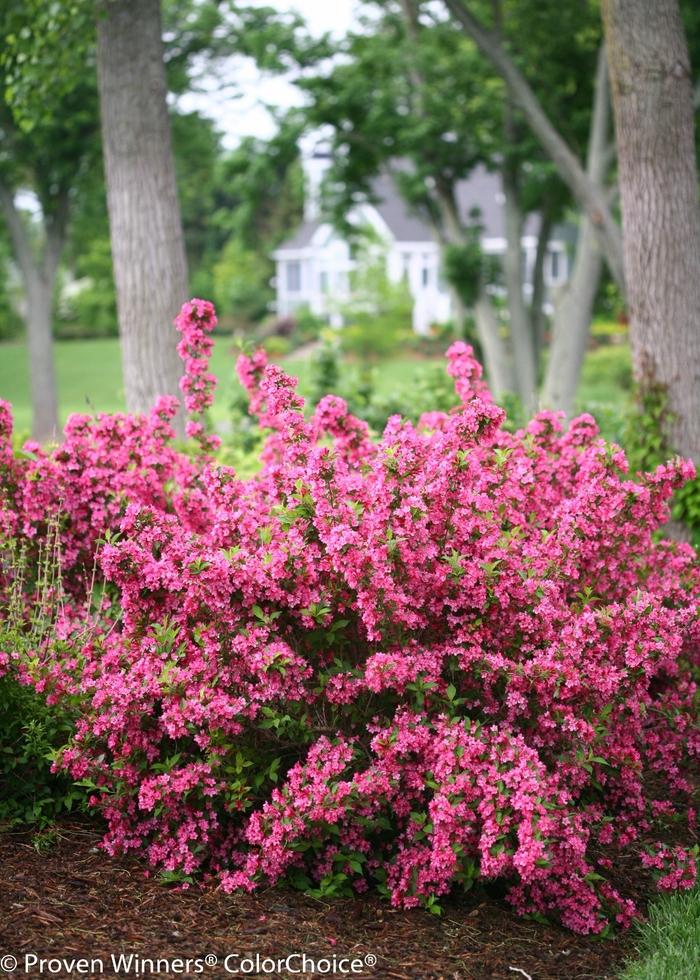 Weigela florida Sonic Bloom® Pink