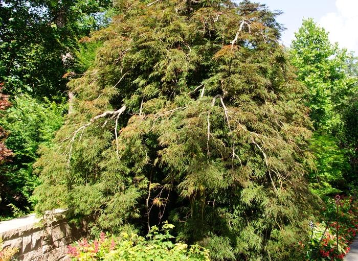 Acer palmatum var. dissectum Inaba Shidare