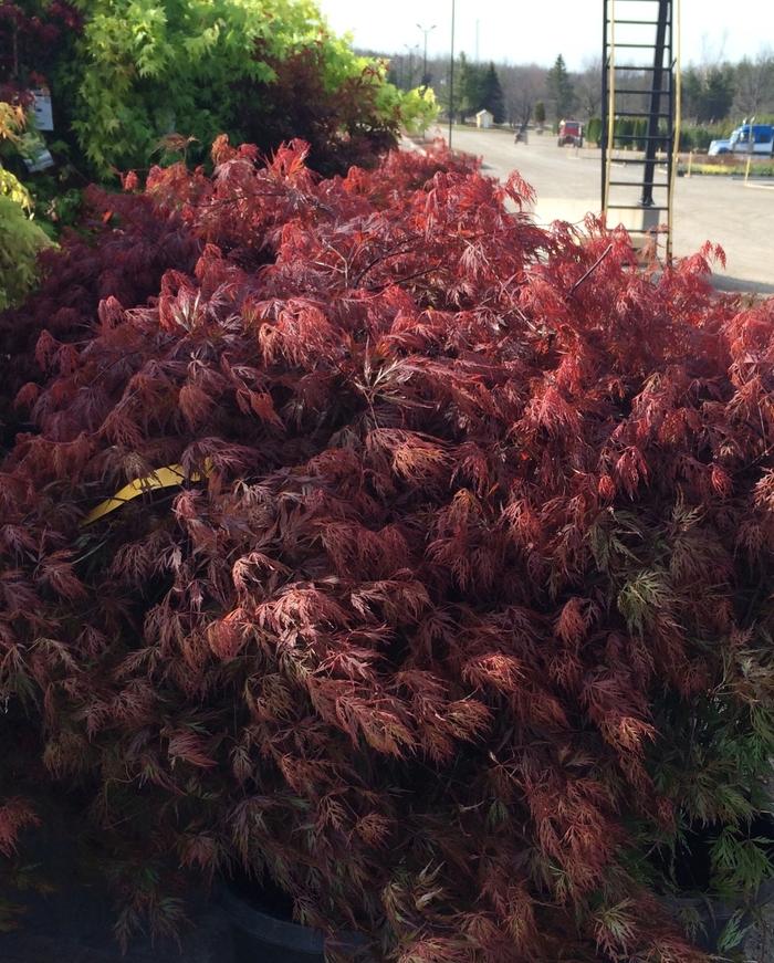 Acer palmatum var. dissectum Orangeola