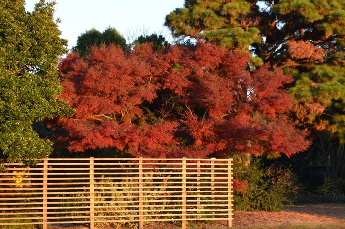 Acer palmatum var. dissectum Seiryu