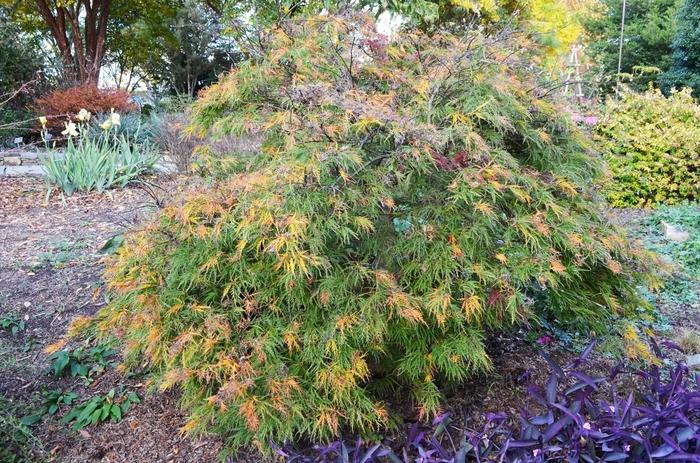 Acer palmatum var. dissectum Waterfall