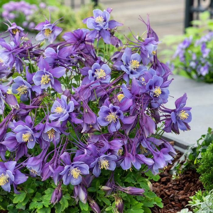 Aquilegia caerulea Earlybird™ Purple Blue