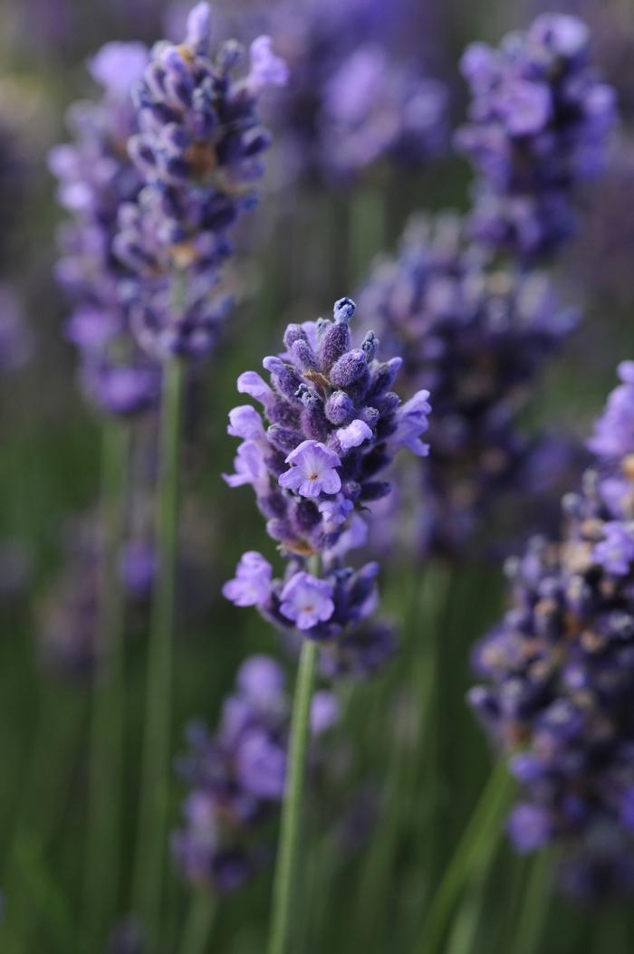 Lavandula angustifolia SuperBlue