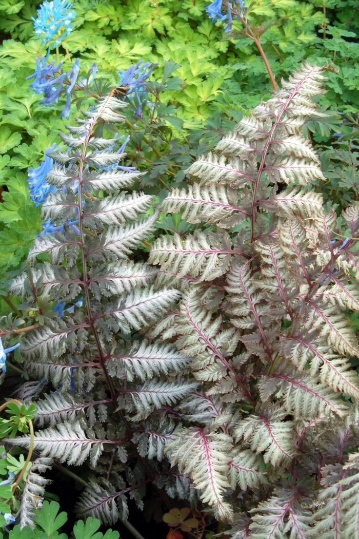 Athyrium niponicum var. pictum Pewter Lace