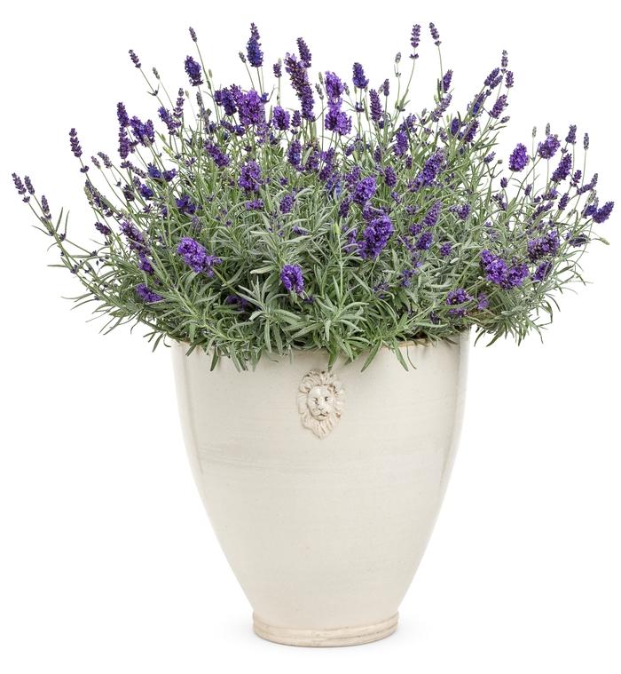 Lavandula angustifolia Sweet Romance®