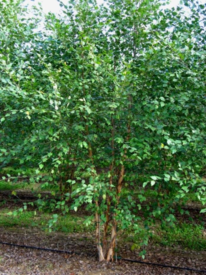 Betula nigra Dura Heat®