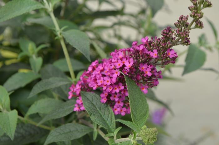 Buddleia davidii Buzz™ Hot Raspberry