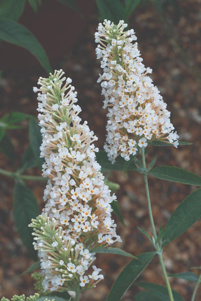 Buddleia davidii Buzz® Ivory