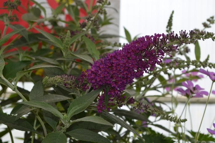 Buddleia davidii Buzz® Magenta Improved