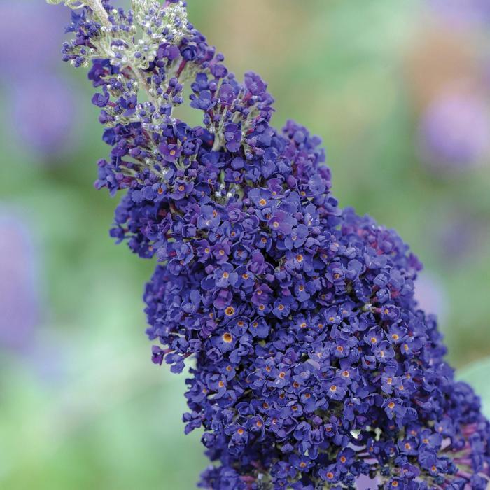 Buddleia davidii Buzz® Midnight