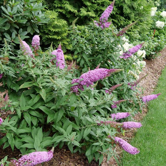 Buddleia Pugster Pinker® Pugster Pinker®