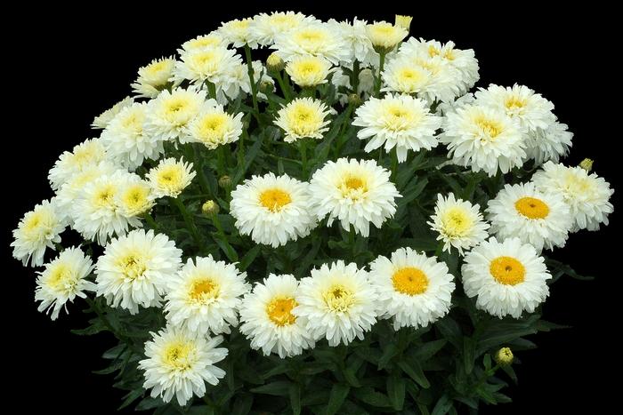 Leucanthemum x superbum Macaroon