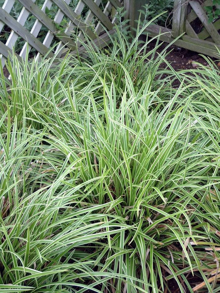 Carex morrowii Ice Dance