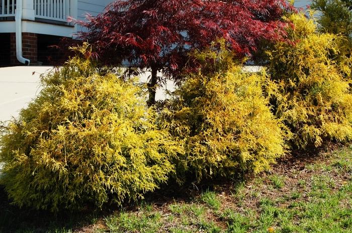 Chamaecyparis pisifera Golden Mop