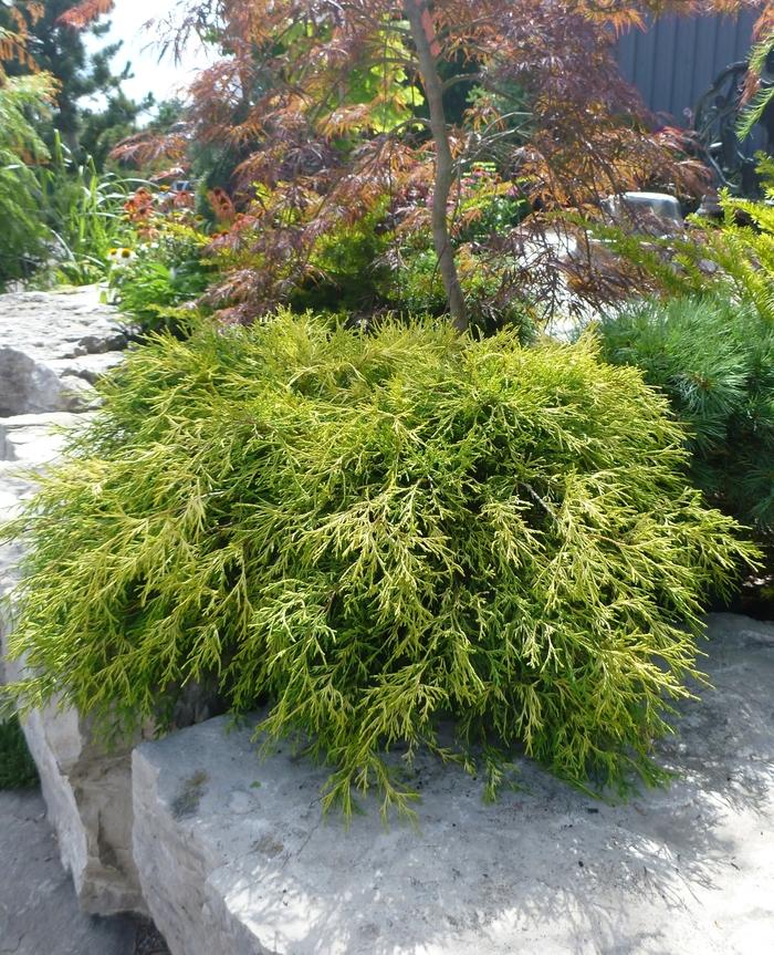 Chamaecyparis pisifera filifera Sungold