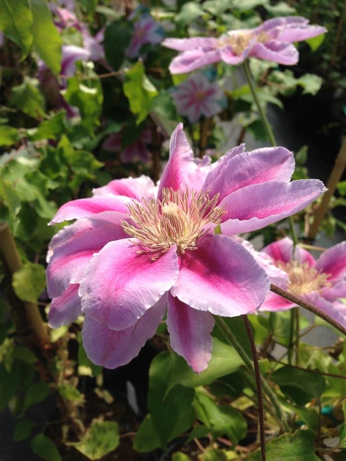 Clematis Bee's Jubilee