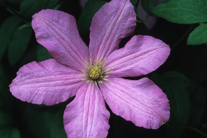 Clematis Comtesse De Bouchard