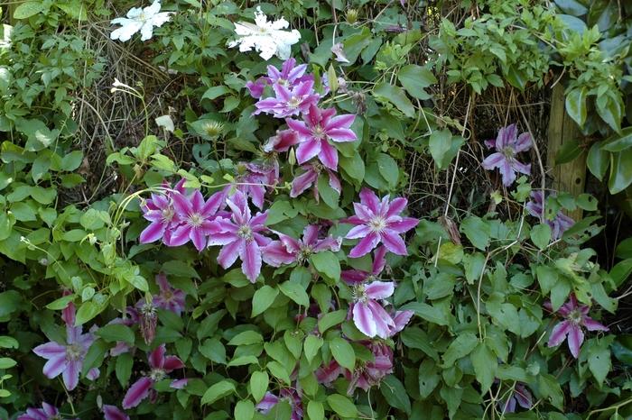 Clematis Doctor Ruppel