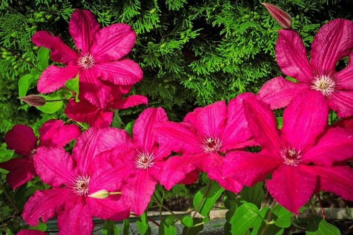 Clematis Ernest Markham