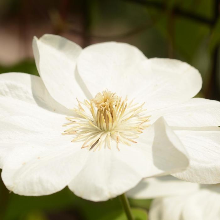 Clematis Guernsey Cream