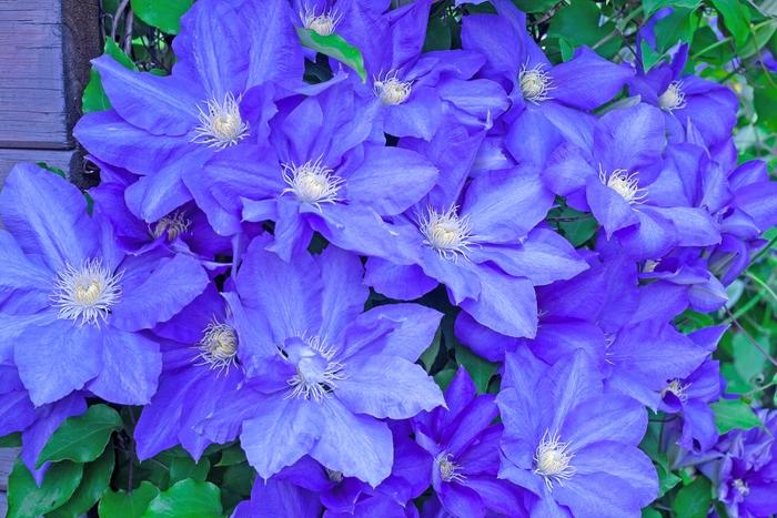 Clematis H.F. Young