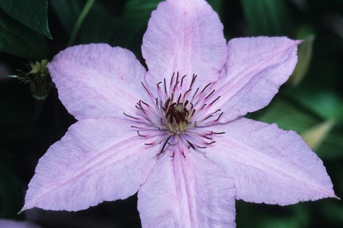 Clematis Hagley Hybrid ('Pink Chiffon')