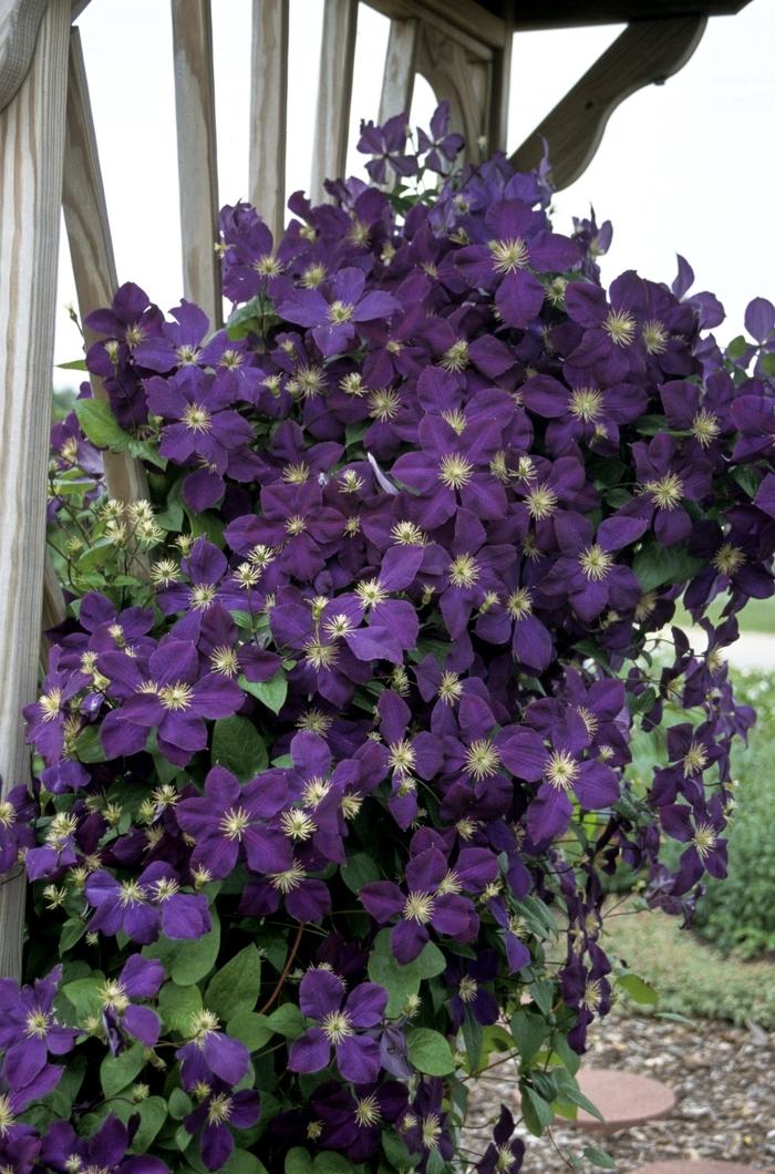 Clematis Jackmanii