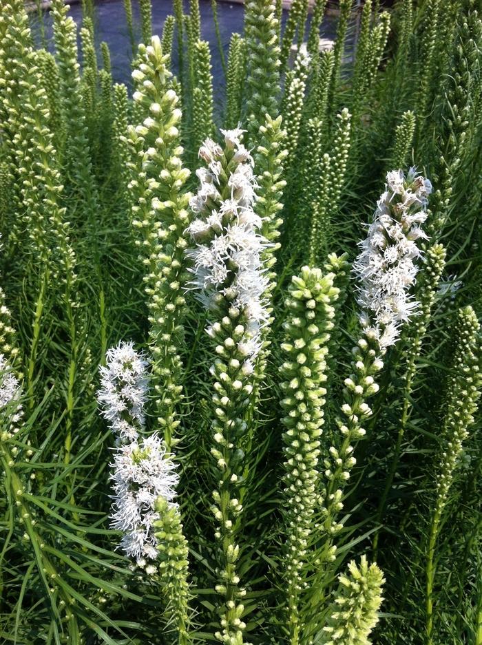 Liatris spicata Floristan White