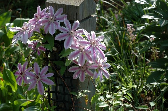 Clematis Nelly Moser