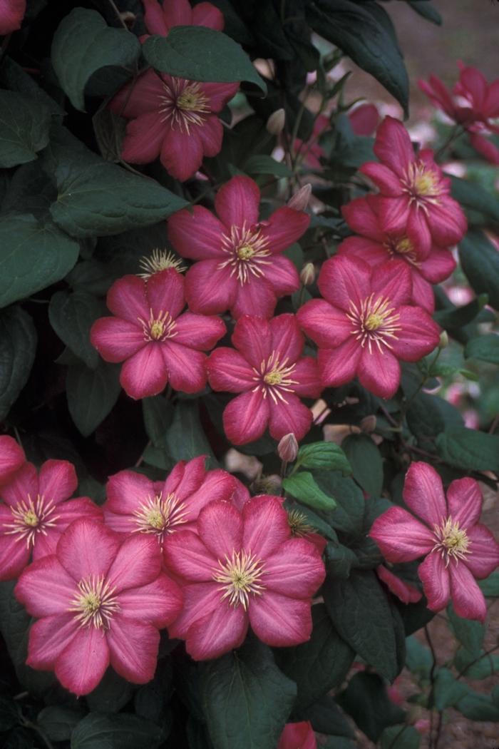 Clematis Ville de Lyon