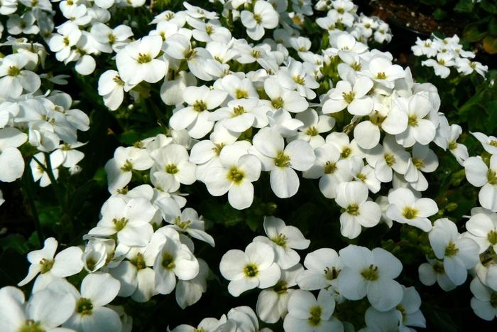 Arabis caucasica Snowcap