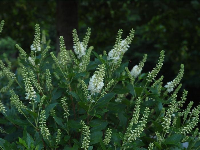 Clethra alnifolia Sugartina®