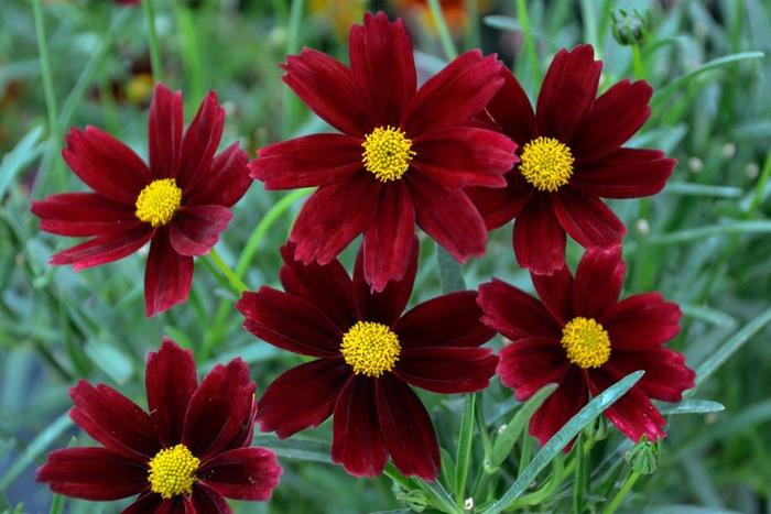 Coreopsis L'il Bang™ Red Elf