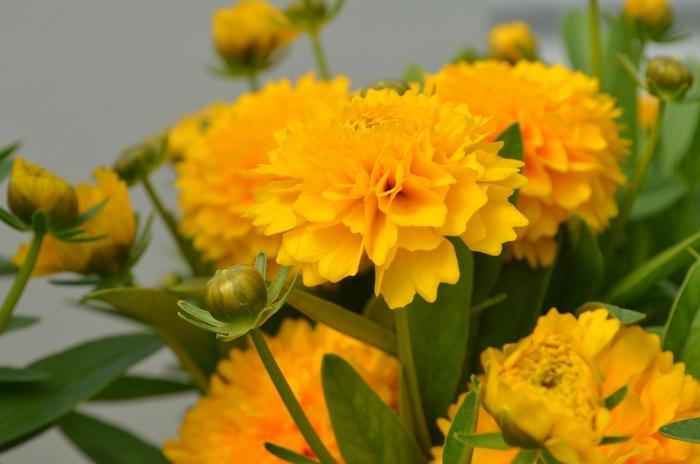 Coreopsis grandiflora Solanna™ Golden Sphere