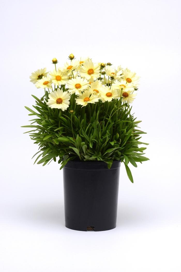 Coreopsis UpTick™ Cream