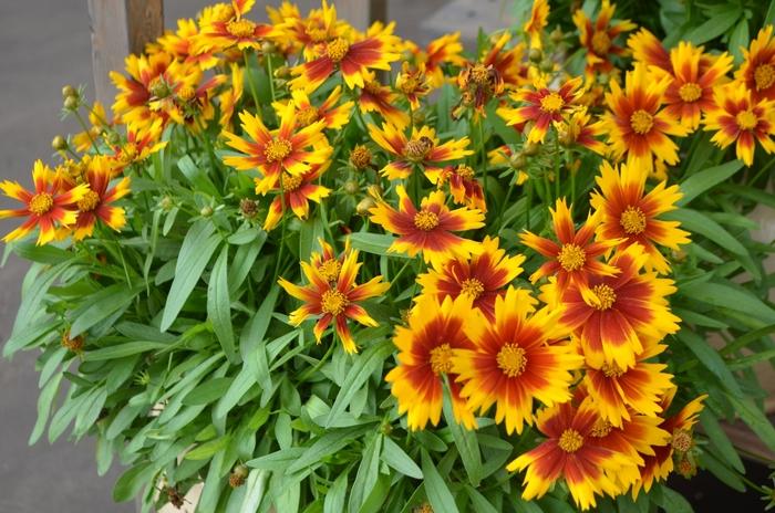 Coreopsis UpTick™ Gold & Bronze