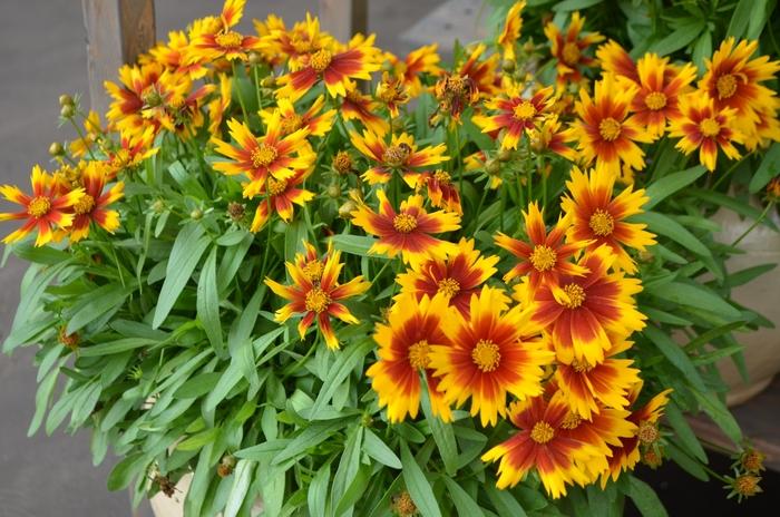 Coreopsis UpTick™ Yellow & Red