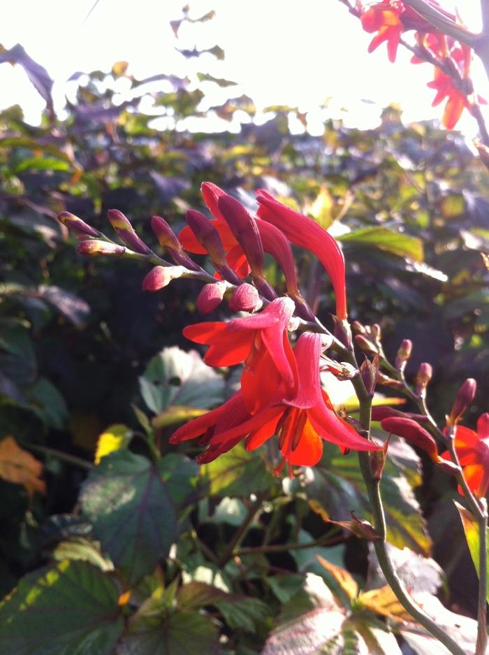 Crocosmia Emberglow