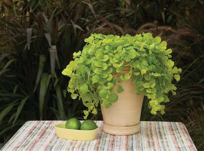 Lysimachia nummularia Goldilocks