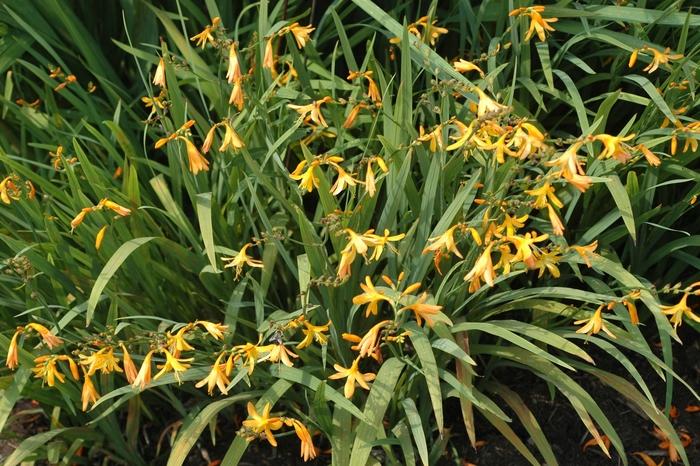 Crocosmia x crocosmiiflora George Davidson