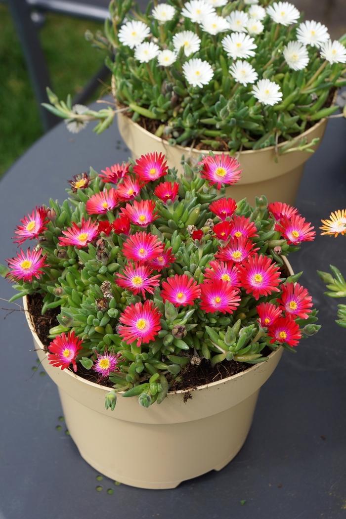 Delosperma cooperi Jewel of Desert Garnet