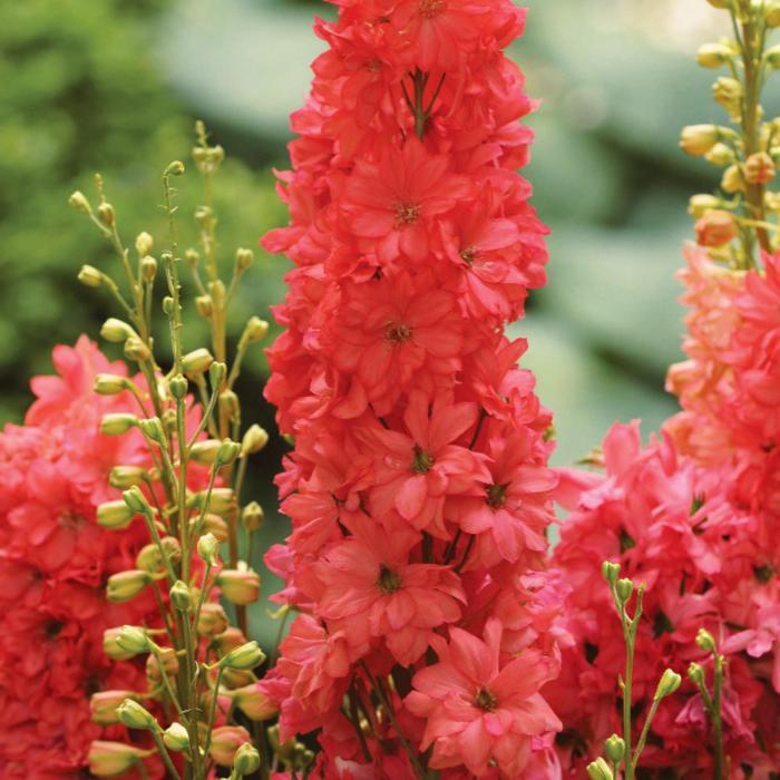 Delphinium Red Lark